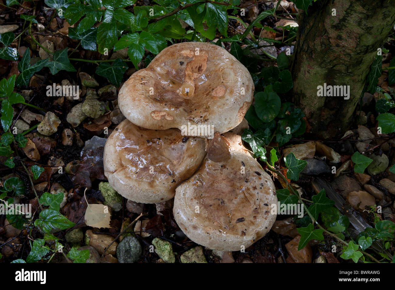 wilde Pilze wachsen in Hampshire, England Stockfoto