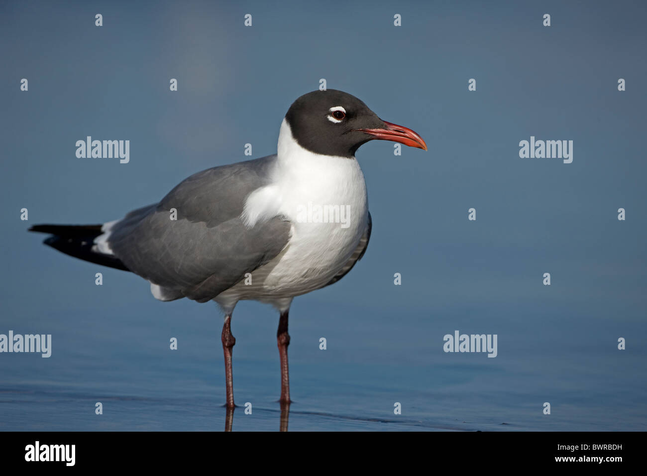 Möwe (Larus Atricilla) Lachen - Calling - Erwachsene in Zucht Gefieder - am Golf von Mexiko Küste - Mississippi - Vereinigte Staaten Stockfoto