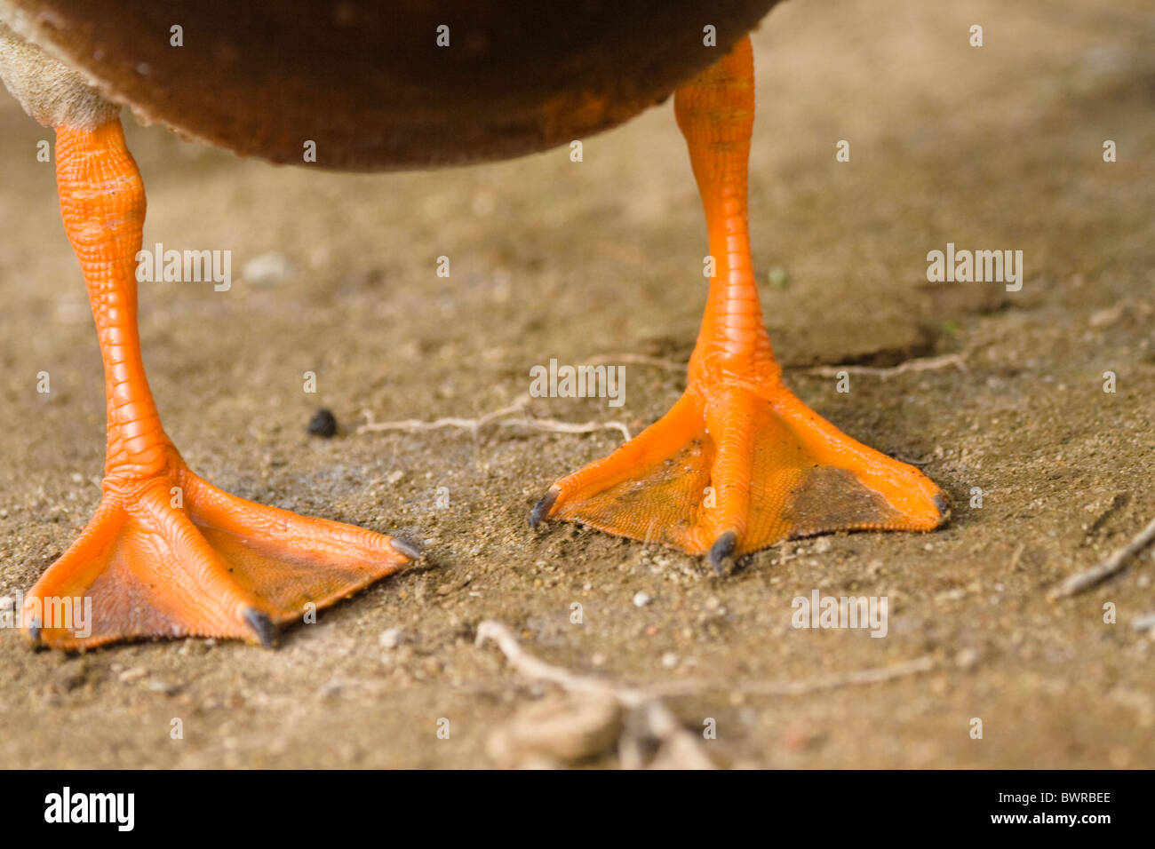 Stockente Anas Platyrhynchos Detail Füße Bird Birds Ente Enten Natur Tier Fauna natürliche Ornithol Stockfoto