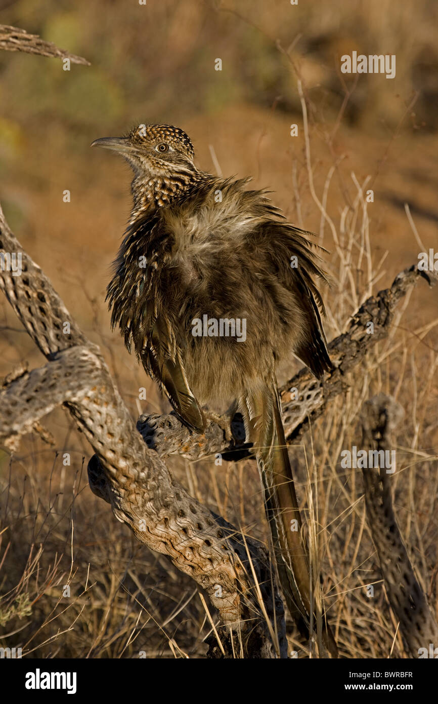 Größere Roadrunner (Geococcyx Californianus) Arizona Erwärmung selbst durch die Errichtung von Federn erlauben Sonne Streikrecht direkt auf der Haut Stockfoto