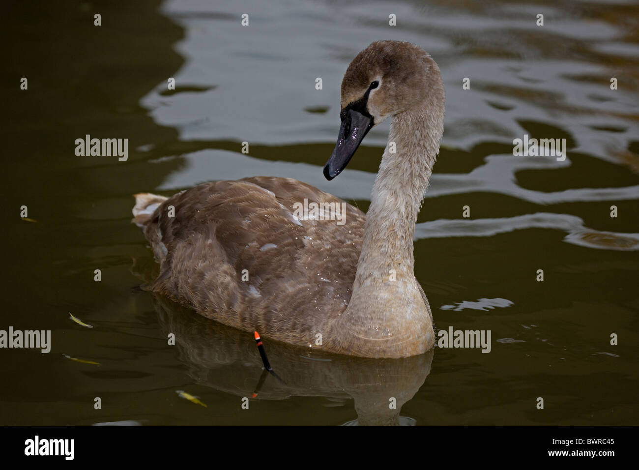 Höckerschwan (Cygnus Olor) UK unreif in Angelschnur verfangen Stockfoto