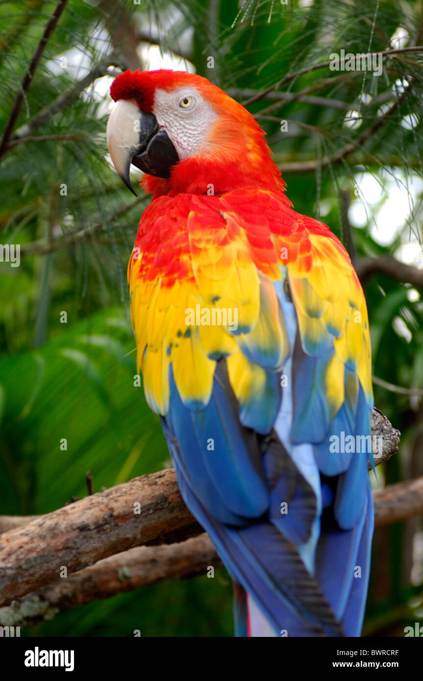 Saint Lucia Scarlet Ara Ara Macao East Winds Inn Karibik Insel Papagei ein Vogel Vögel Tier Tiere Br Stockfoto