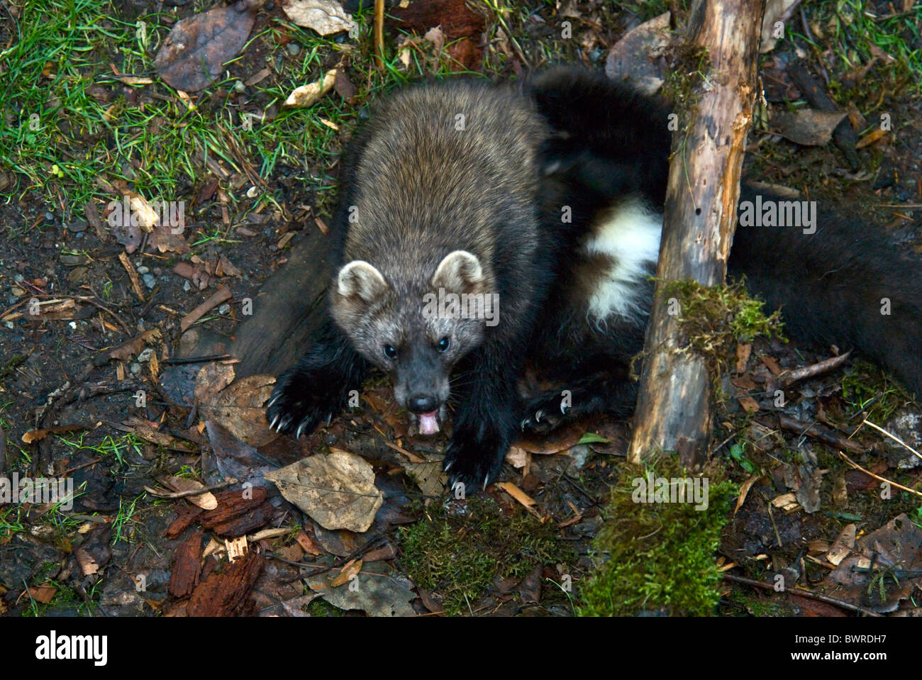 Fisher-Martes Pennanti Marder 1 Tier Tiere Wildnis Wildlife Fauna Natur Holz North America Stockfoto