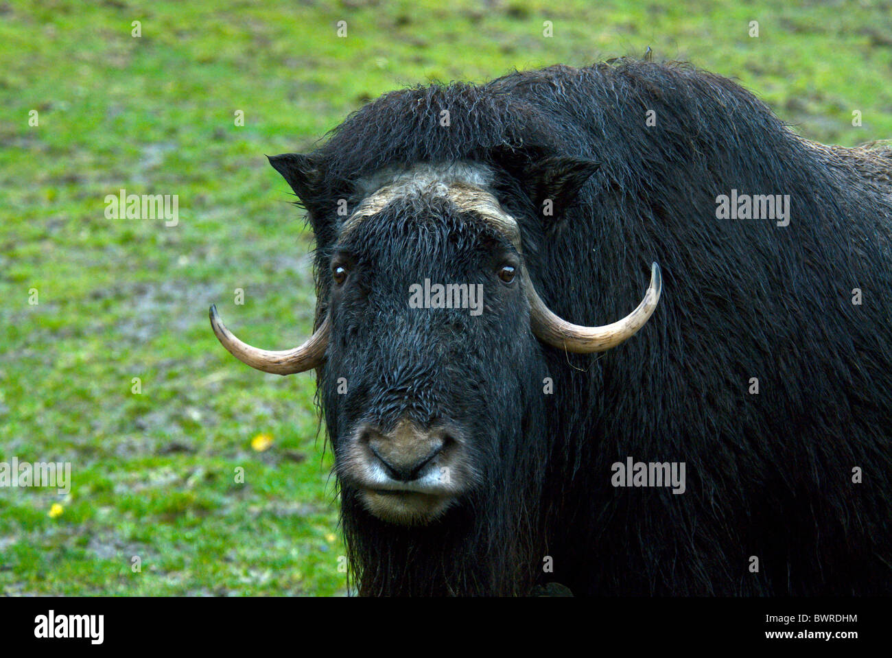 Moschusochsen Ovibos Moschatus 1 Tier Tiere Tierwelt Fauna Natur Nordamerika Stockfoto