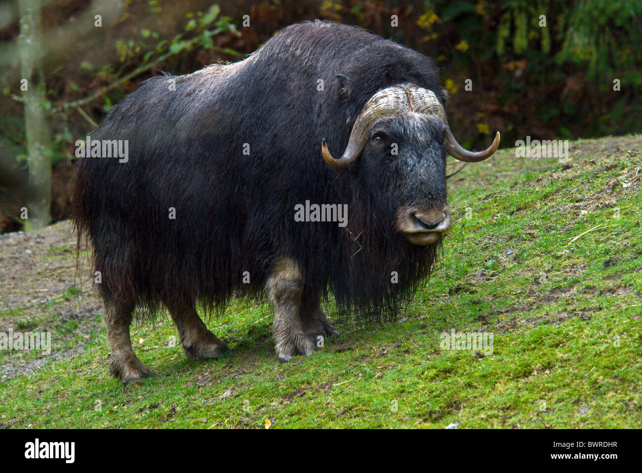 Moschusochsen Ovibos Moschatus 1 Tier Tiere Tierwelt Fauna Natur Nordamerika Stockfoto