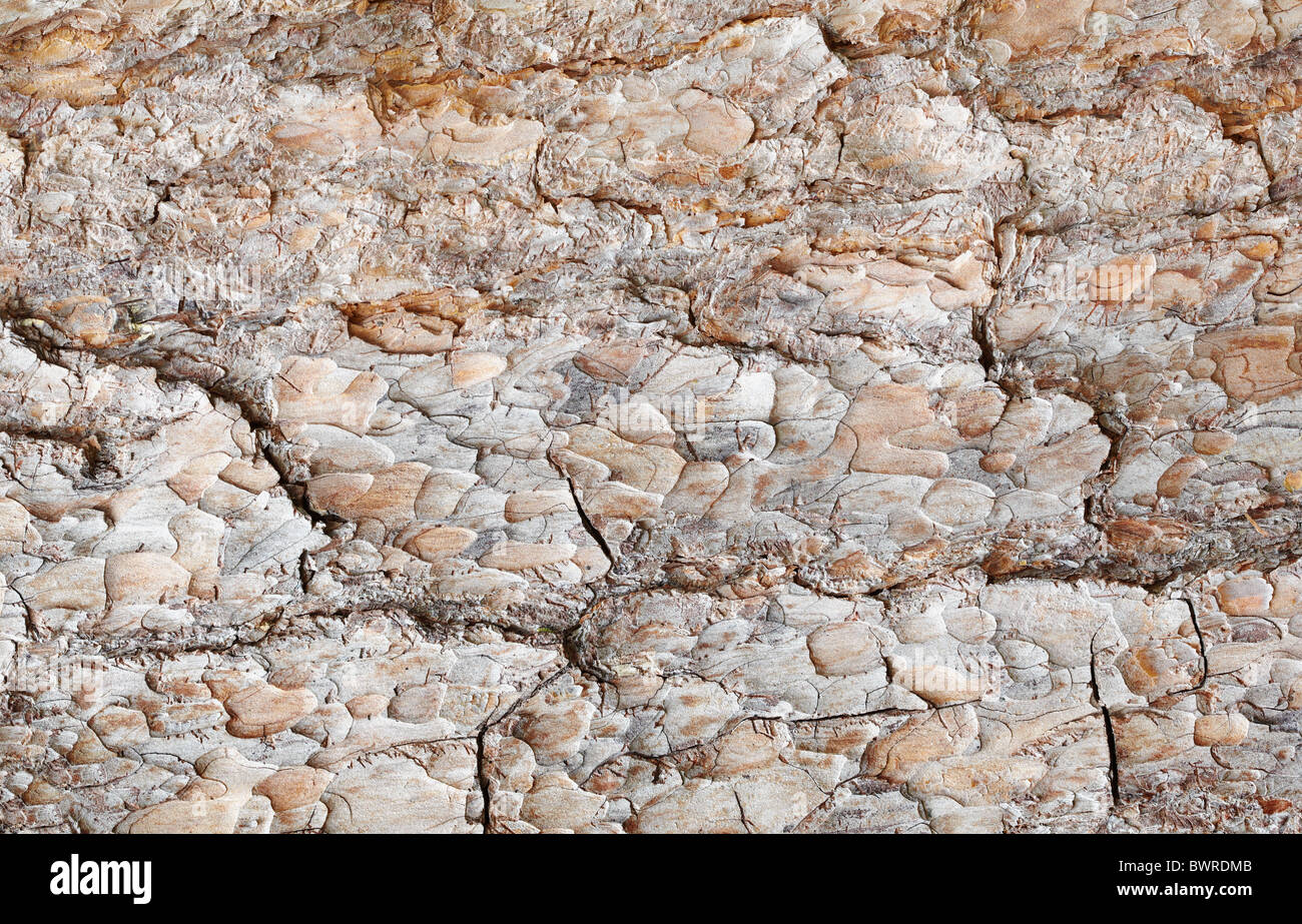 Braune Oberfläche der Kieferrinde - eine horizontale Hintergrund Stockfoto