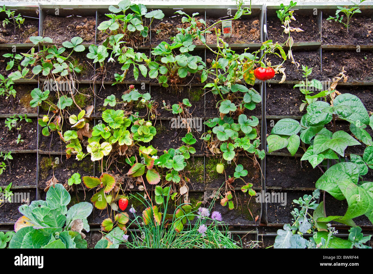 Die essbaren Garten Wand (vertikale Garten) erstellt von Urban Farming für das Weingart-Center auf Skid Row in der Innenstadt von Los Angeles. Stockfoto