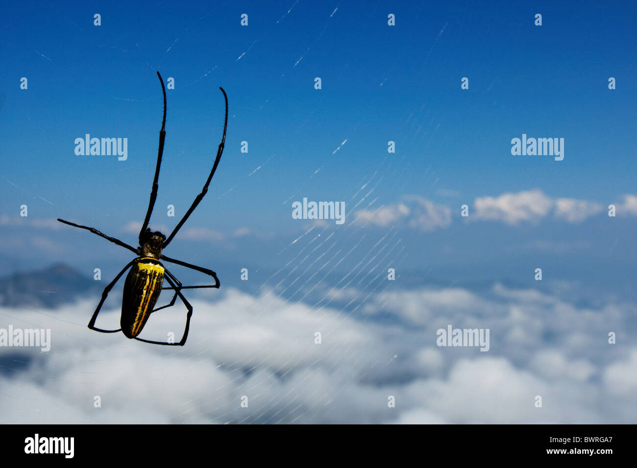Eine große Spinne webt ihr Netz gegen einen Blick auf den Himalaya von Bandipur, Nepal auf Freitag, 30. Oktober 2009 zu sehen. Stockfoto