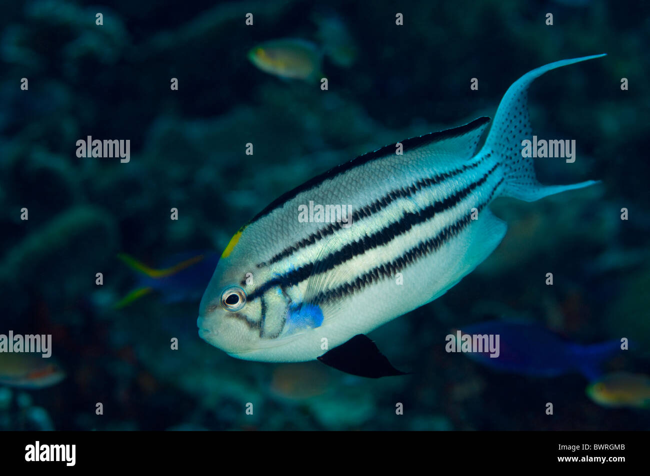 Blackstriped Kaiserfisch, Genicanthus Lamarck, Raja Ampat, Indonesien Stockfoto