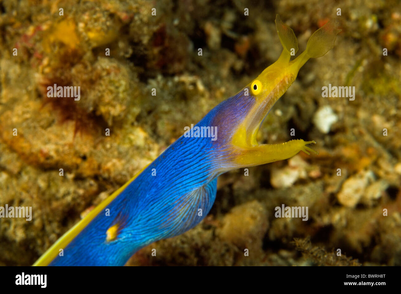 Multifunktionsleiste Aal, Rhinomuraena Quaesita, Raja Ampat, Indonesien Stockfoto