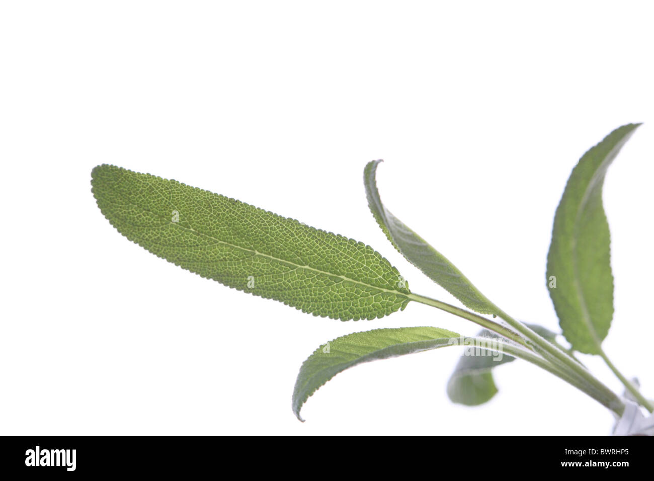 Salbei, Salbei, Salvia, Blatt, Blätter, Detail, Details, Nahaufnahme Stockfoto