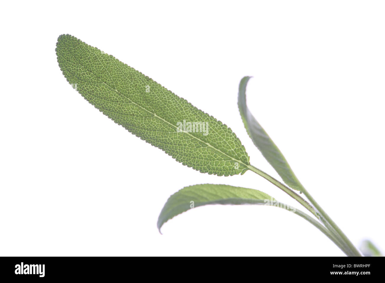 Salbei, Salbei, Salvia, Blatt, Blätter, Detail, Details, Nahaufnahme Stockfoto