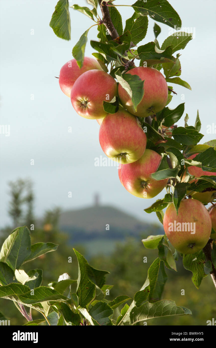 Apfelplantage, Somerset, Großbritannien Stockfoto