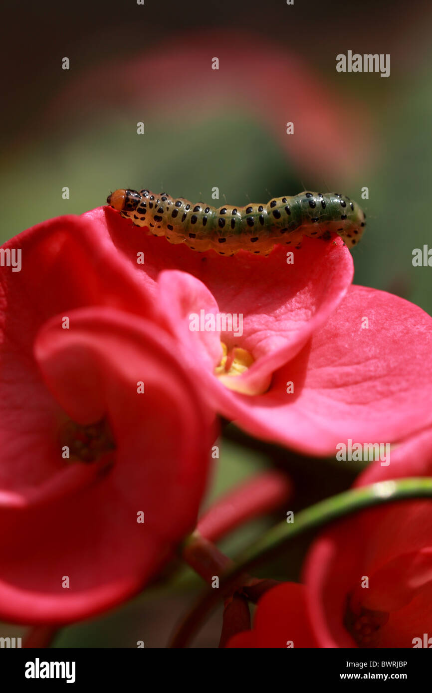 Raupe auf rote Blume Stockfoto