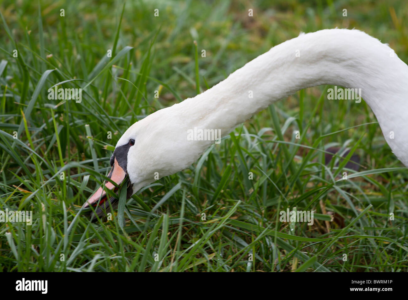 Schwan frisst grass Stockfoto