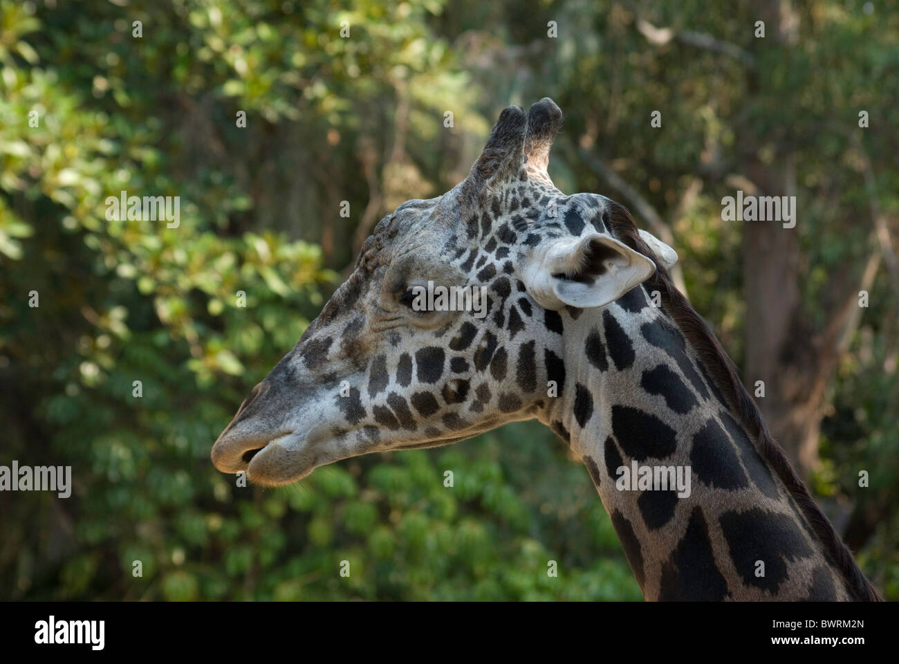 Die Maasai Giraffe ist die größte Unterart der Giraffe und das größte Landsäugetier. Es ist in Kenia und Tansania gefunden. Stockfoto