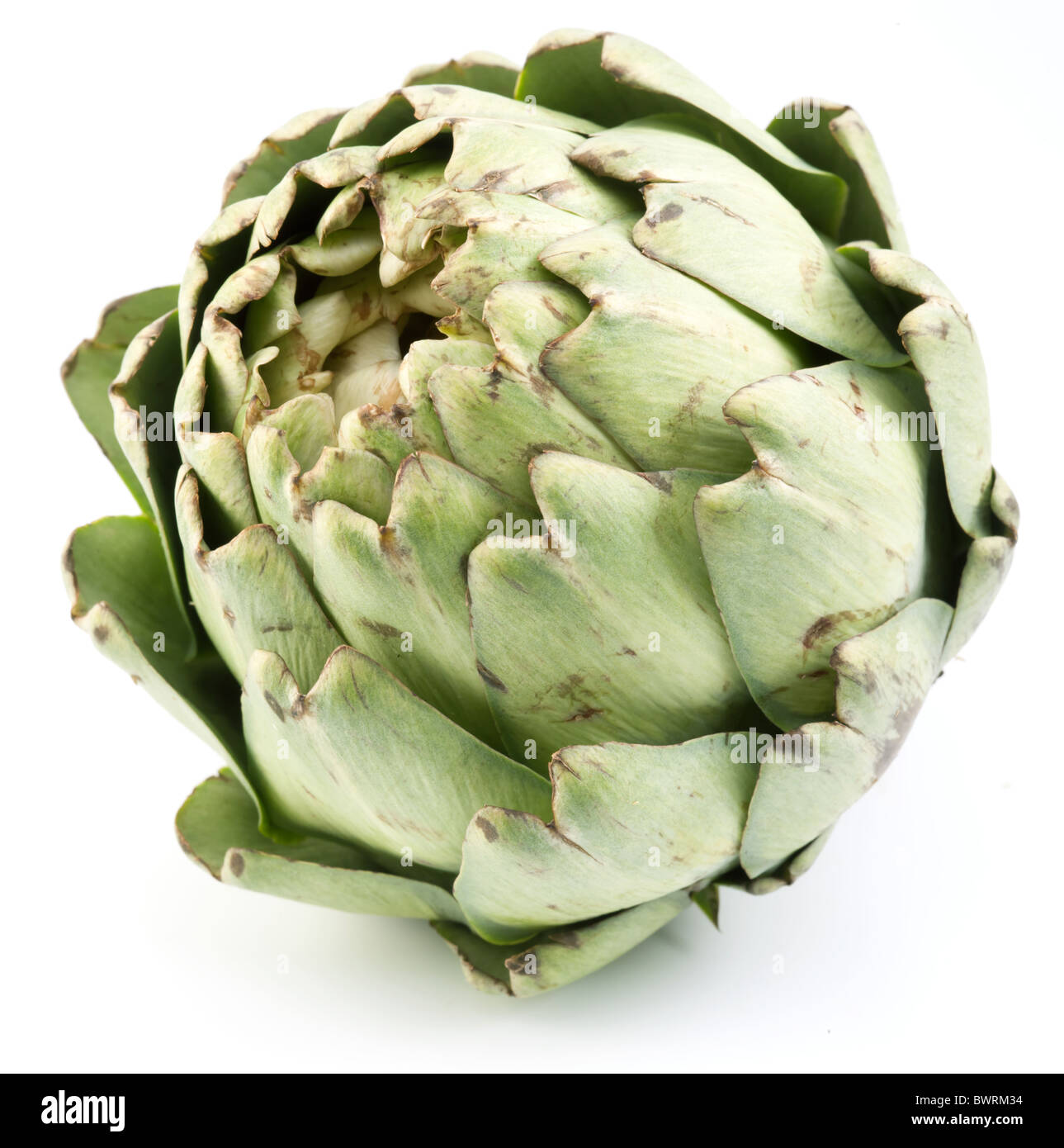 Artischocke auf weißem Hintergrund Stockfoto