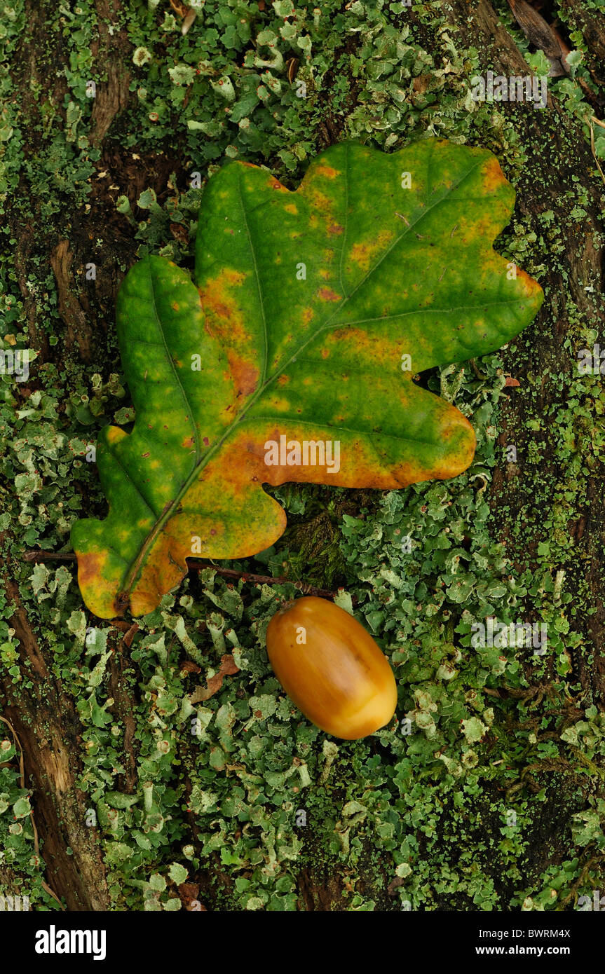 Eichel und Eichenblatt, Herbst. Dorset, UK-Oktober 2010 Stockfoto