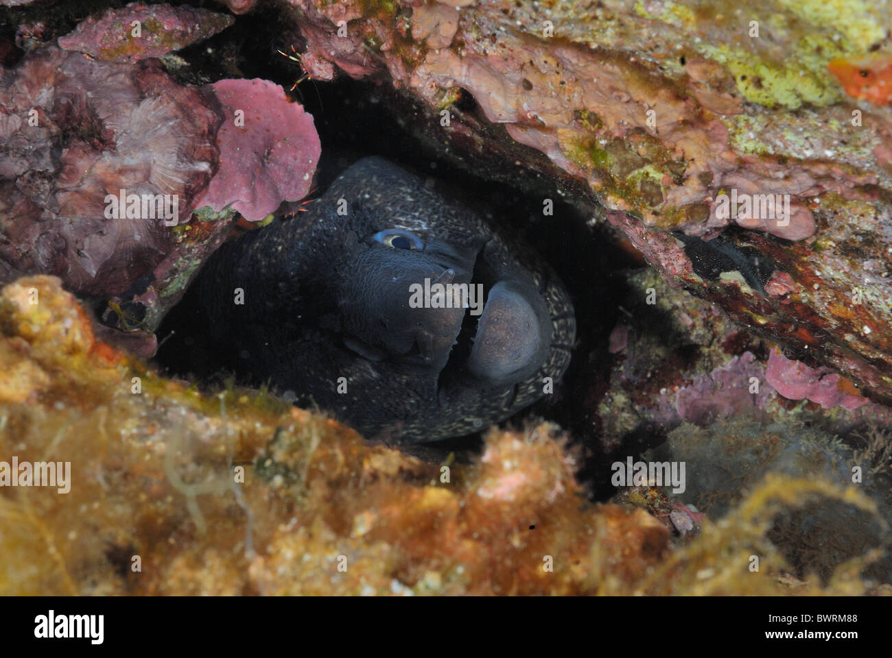 Mittelmeer italien fisch fischt roberto nistri horizontal Stockfotos