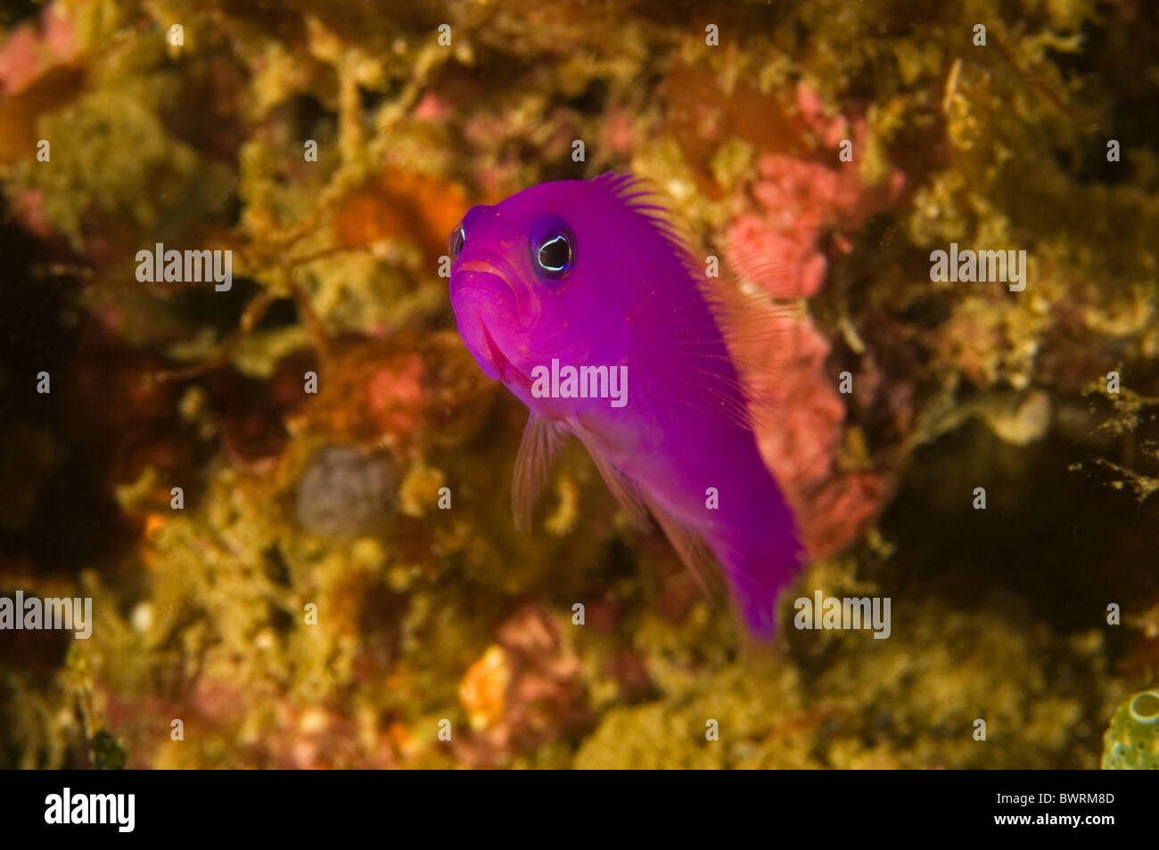 Magenta Dotyback, Pseudochromis Porphyreus, Raja Ampat, Indonesien Stockfoto