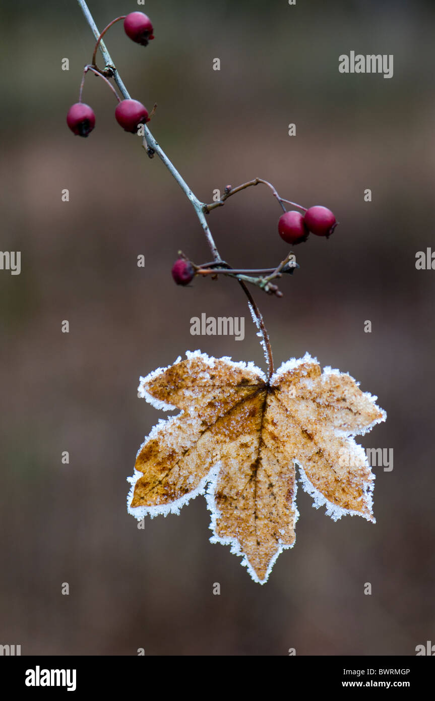Ein einzelnes Ahornblatt bedeckt in frost Stockfoto