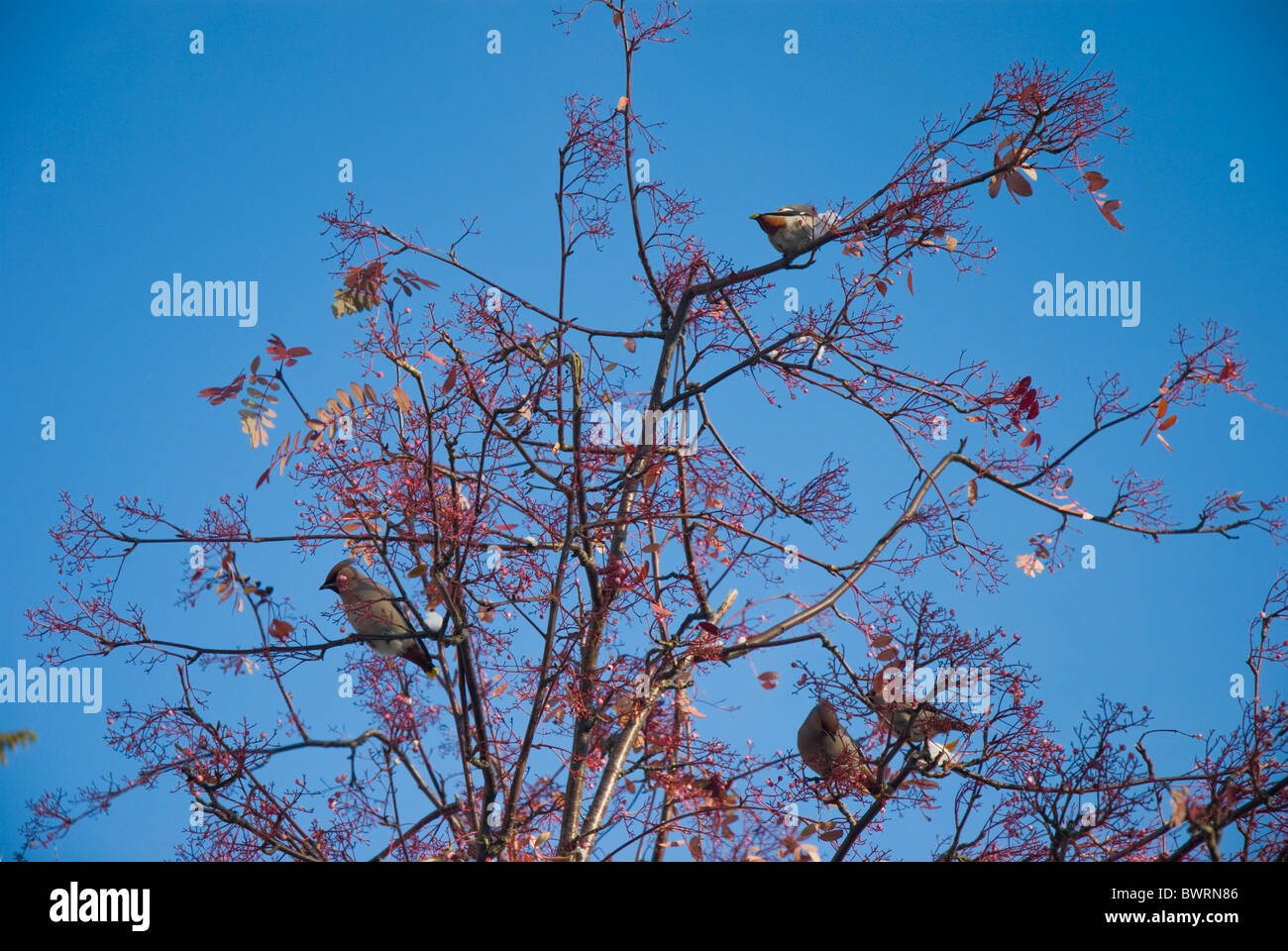 Seidenschwänze Essen Beeren in einem Baum in Cumbria Stockfoto