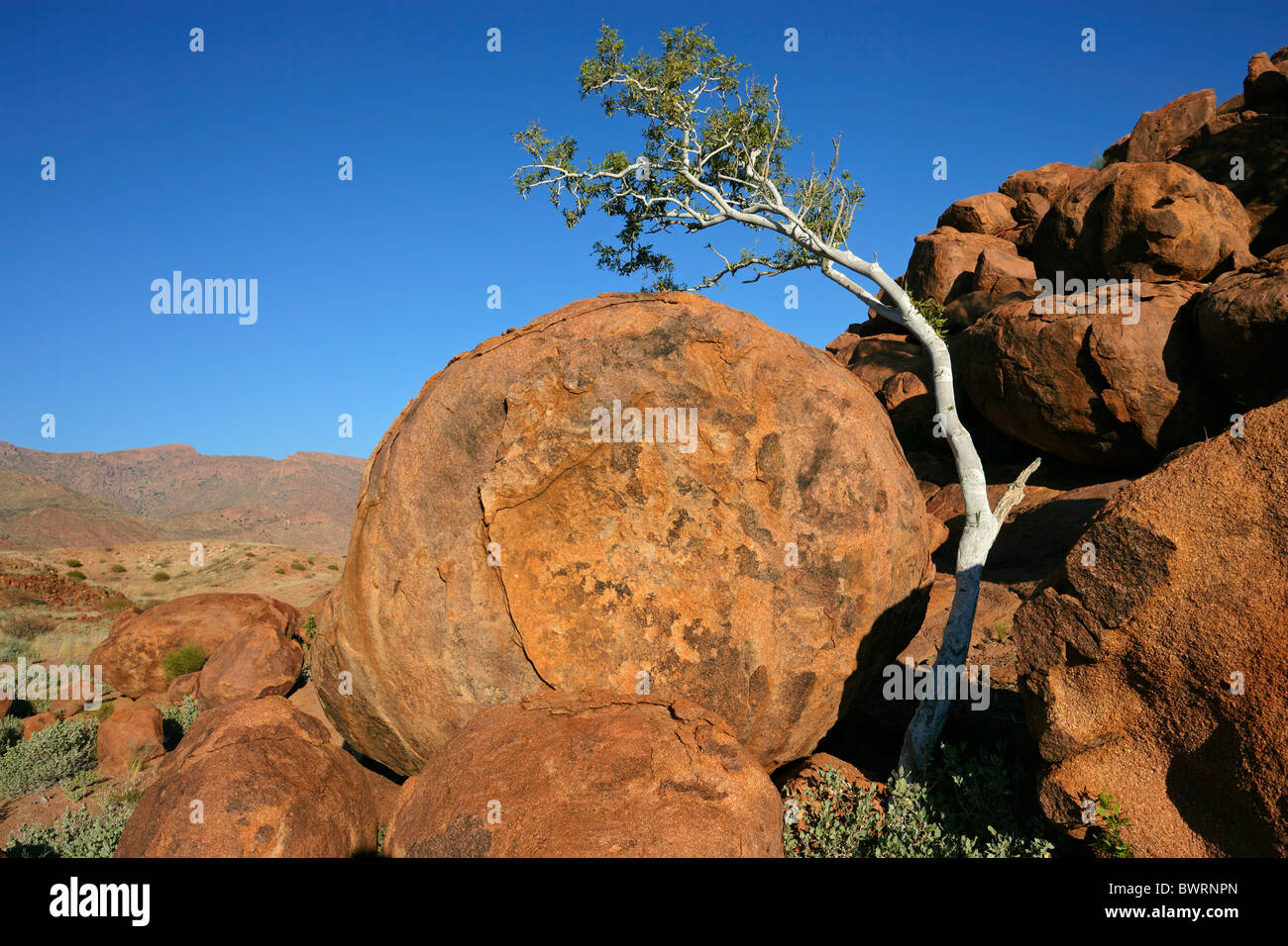Wüstenlandschaft mit einem Baum, Granitfelsen und blauer Himmel, Namibia, Südliches Afrika Stockfoto