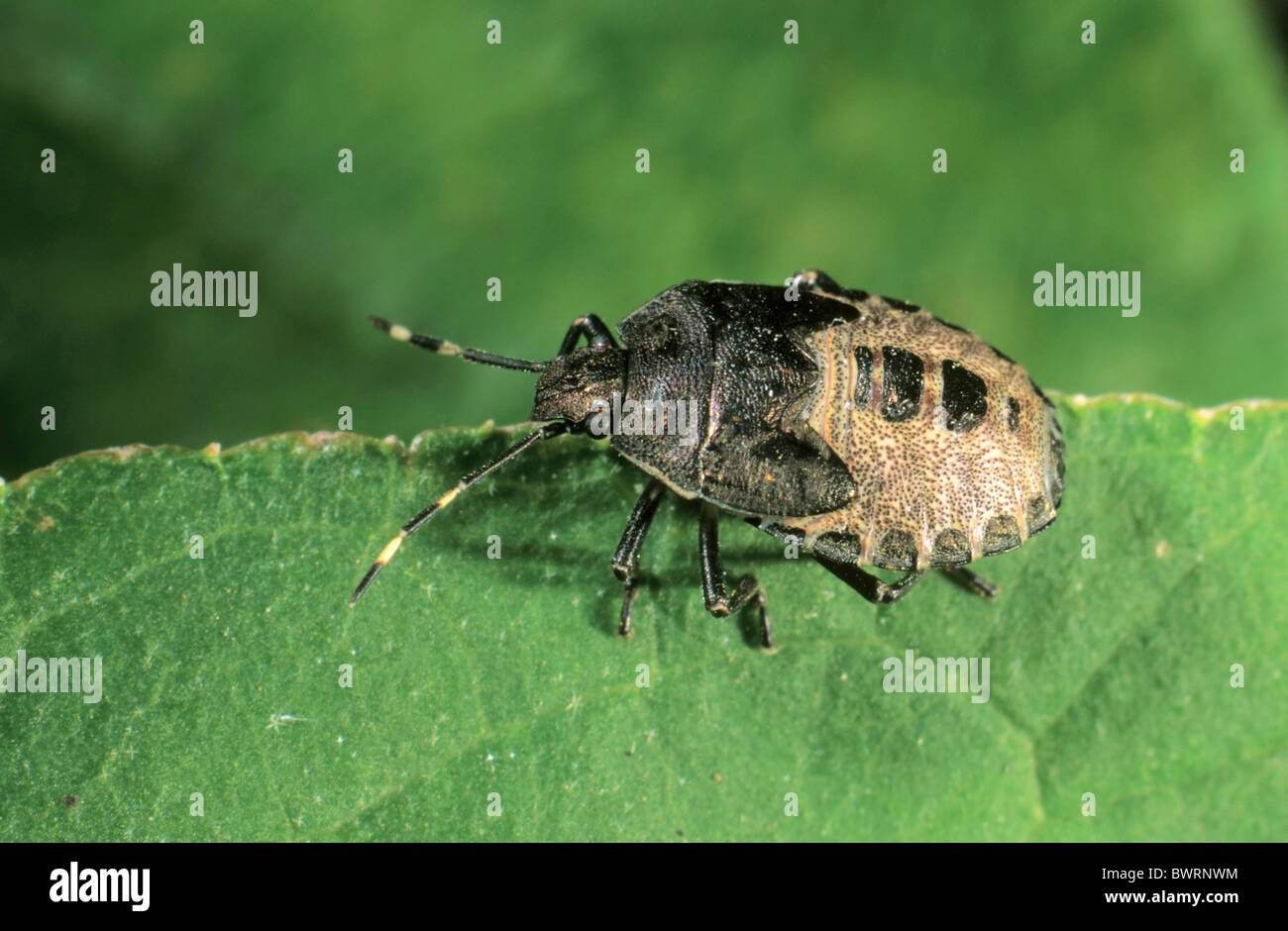 Stink Bug (Rhaphigaster Nebulosa), Larven Stockfoto
