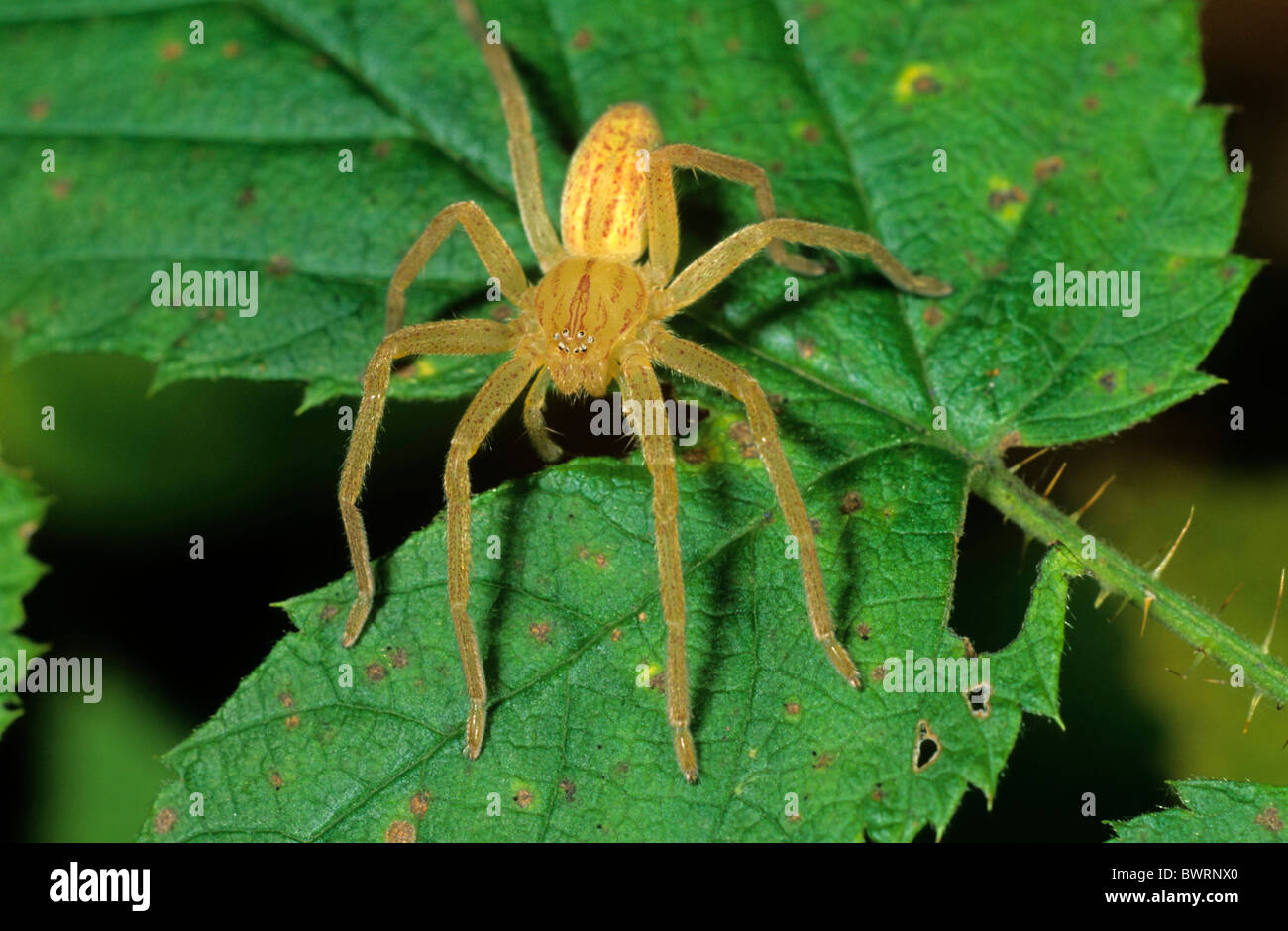 Grün Huntsman Spider (Micromata Roseum), männliche vor dem Winterschlaf Stockfoto