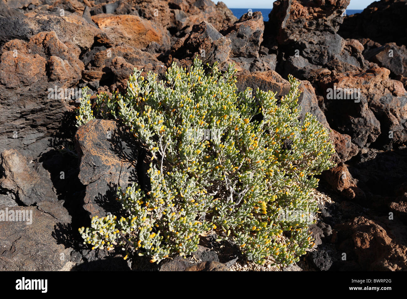 Kanarischer Bean-Kapern (Zygophyllum Fontanesii), Lanzarote, Kanarische Inseln, Spanien, Europa Stockfoto