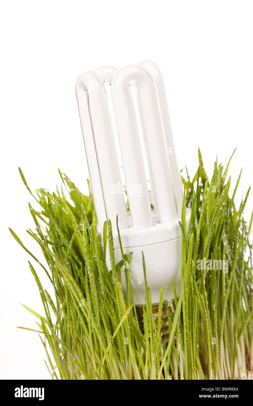 Glühbirne auf einer Wiese Stockfoto