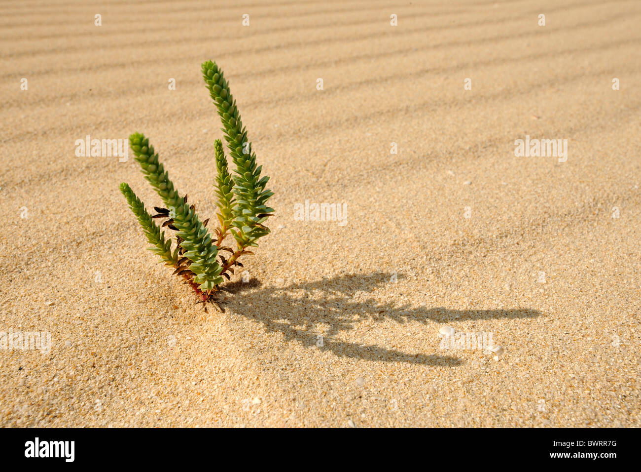 Symbolisches Bild des Lebens in der Wüste, große gelbe Restharrow (Ononis Natrix) im Nationalpark Dünen von Corralejo Stockfoto