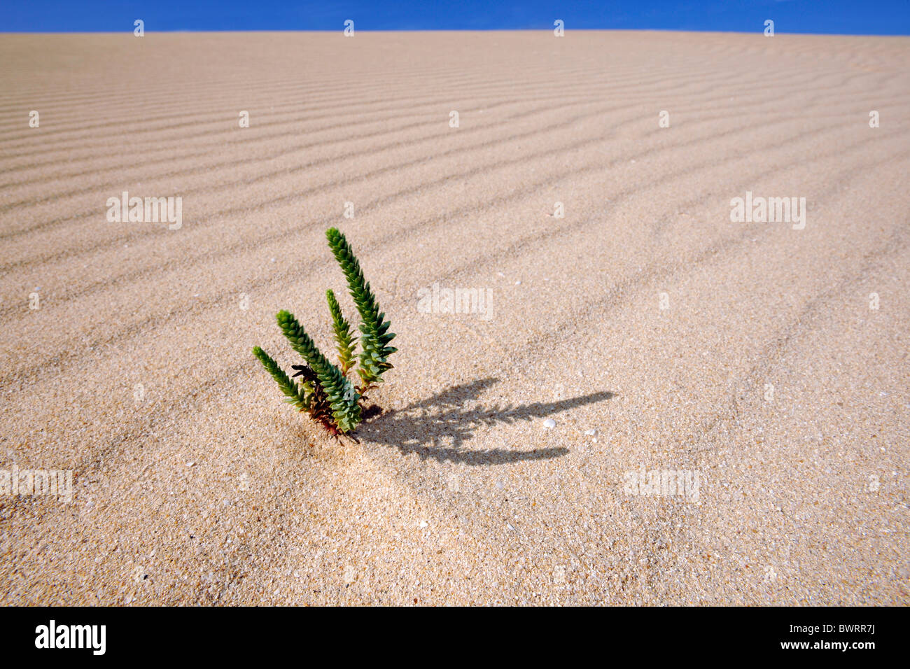 Symbolisches Bild des Lebens in der Wüste, große gelbe Restharrow (Ononis Natrix) im Nationalpark Dünen von Corralejo Stockfoto