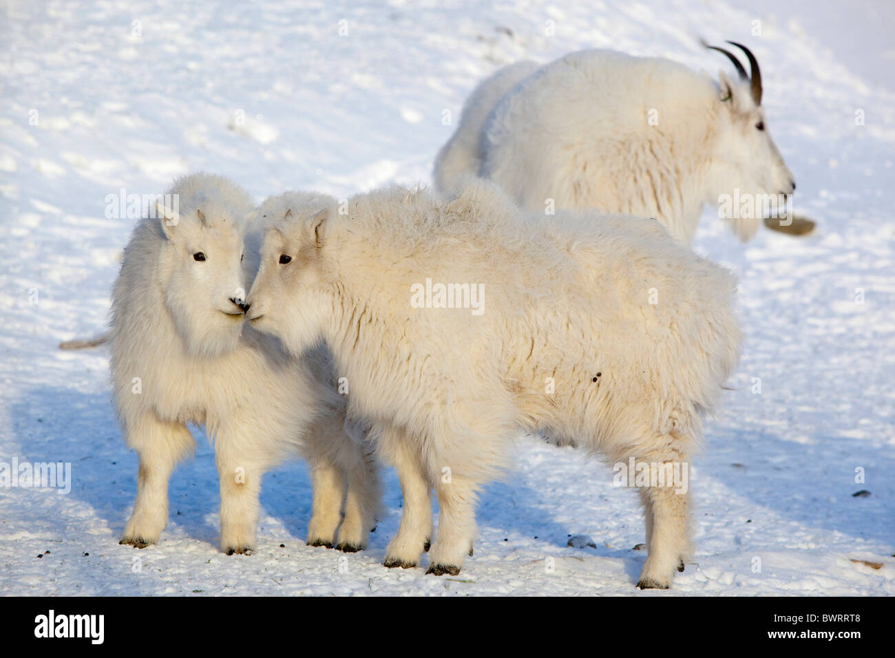 Young Mountain Goats, Kinder (Oreamnos Americanus), Yukon Territorium, Kanada Stockfoto