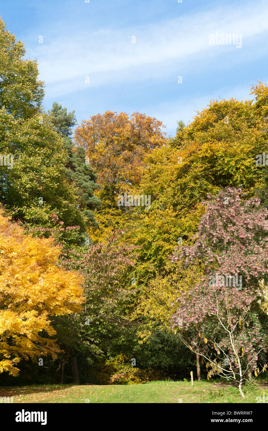 Herbstfärbung zündeten Arboretum, Gloucestershire Stockfoto