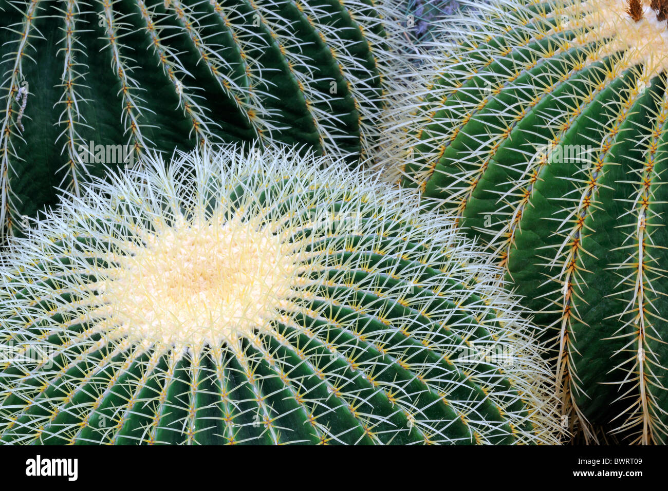 Golden Barrel Cactus oder Mutter-in-Law Kissen (Echinocactus Grusonii), Mexiko Stockfoto