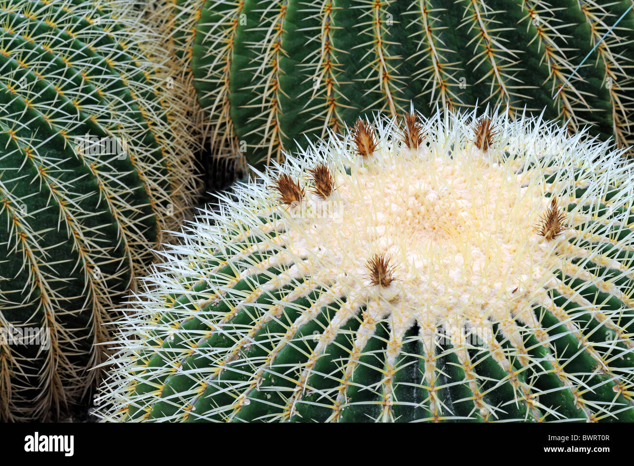 Golden Barrel Cactus oder Mutter-in-Law Kissen (Echinocactus Grusonii), Mexiko Stockfoto