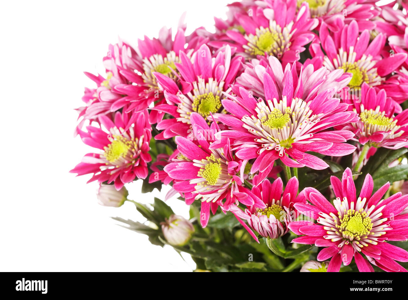 Chrysantheme Blumen Stockfoto
