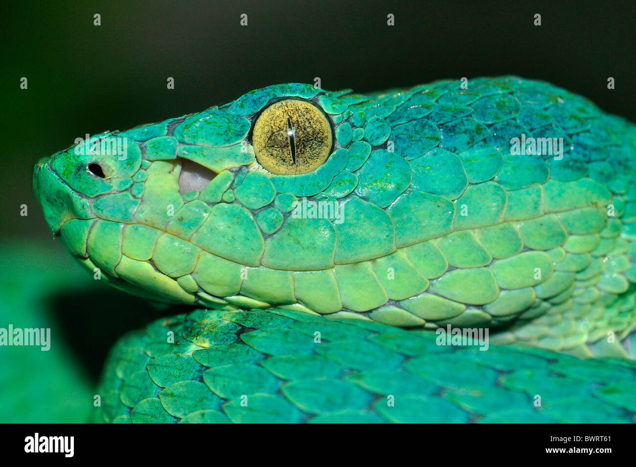 Seite-gestreiften Palm Pitviper (Bothriechis Lateralis) findet dieser Spezies in Bergregionen von Costa Rica und Panama. Stockfoto