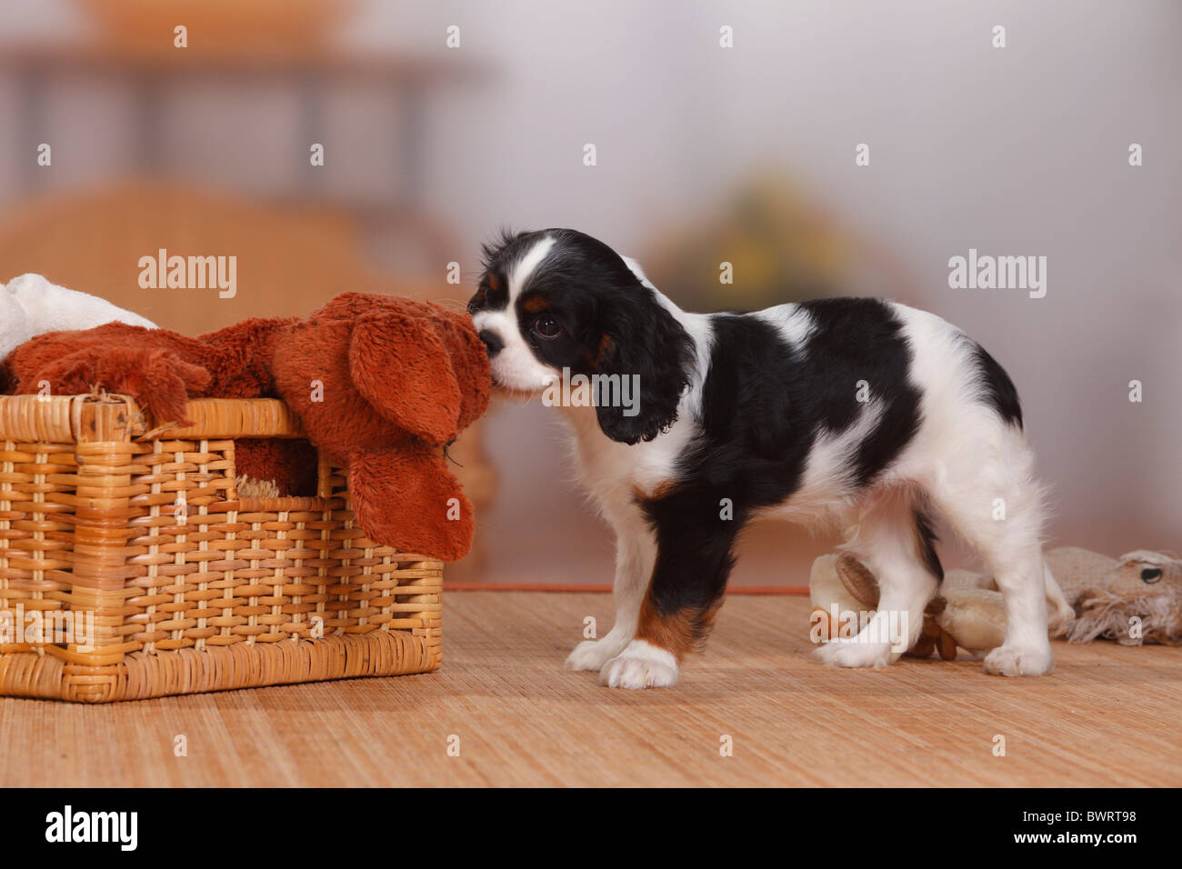 Cavalier King Charles Spaniel, Welpen, Tricolor, 9 Wochen, mit Box mit kuscheln Spielzeug / Spielzeug Stockfoto
