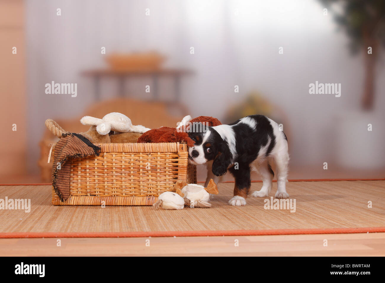 Cavalier King Charles Spaniel, Welpen, Tricolor, 9 Wochen, mit Box mit kuscheln Spielzeug / Spielzeug Stockfoto
