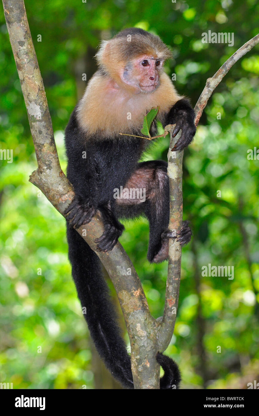 White-faced Capuchin, Cebus capucinus Stockfoto