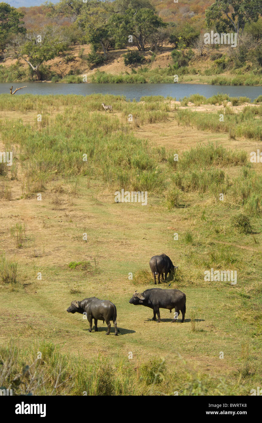 Büffel Syncerus Caffer Krüger Nationalpark in Südafrika Stockfoto