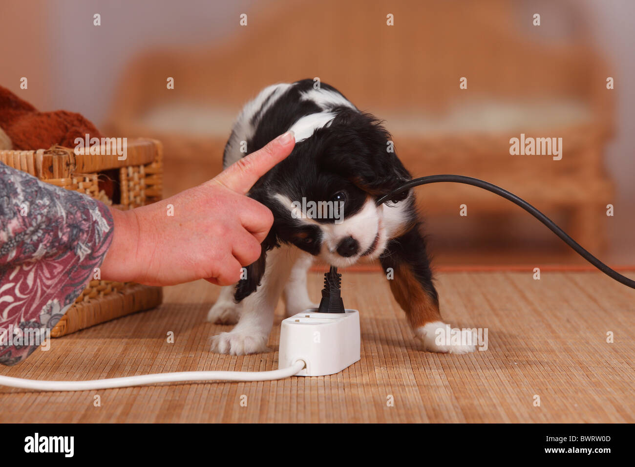 Cavalier King Charles Spaniel, Welpen, Tricolor, 9 Wochen, beißen in Stromkabel / Multicontact-Stecker, Multi-Steckverbinder Stockfoto