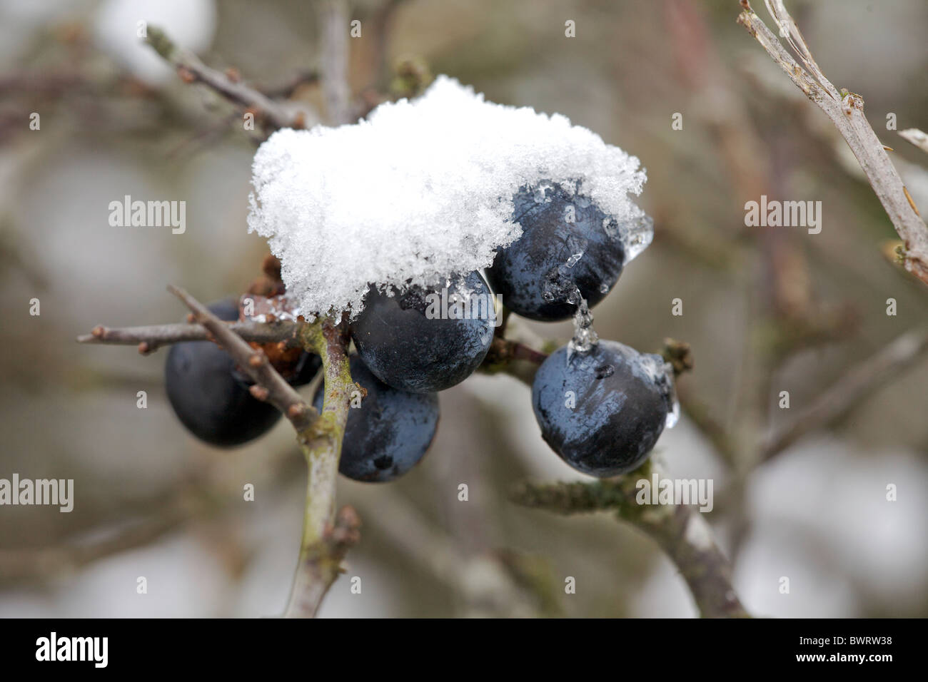 Schlehe Beeren mit Schnee im winter Stockfoto