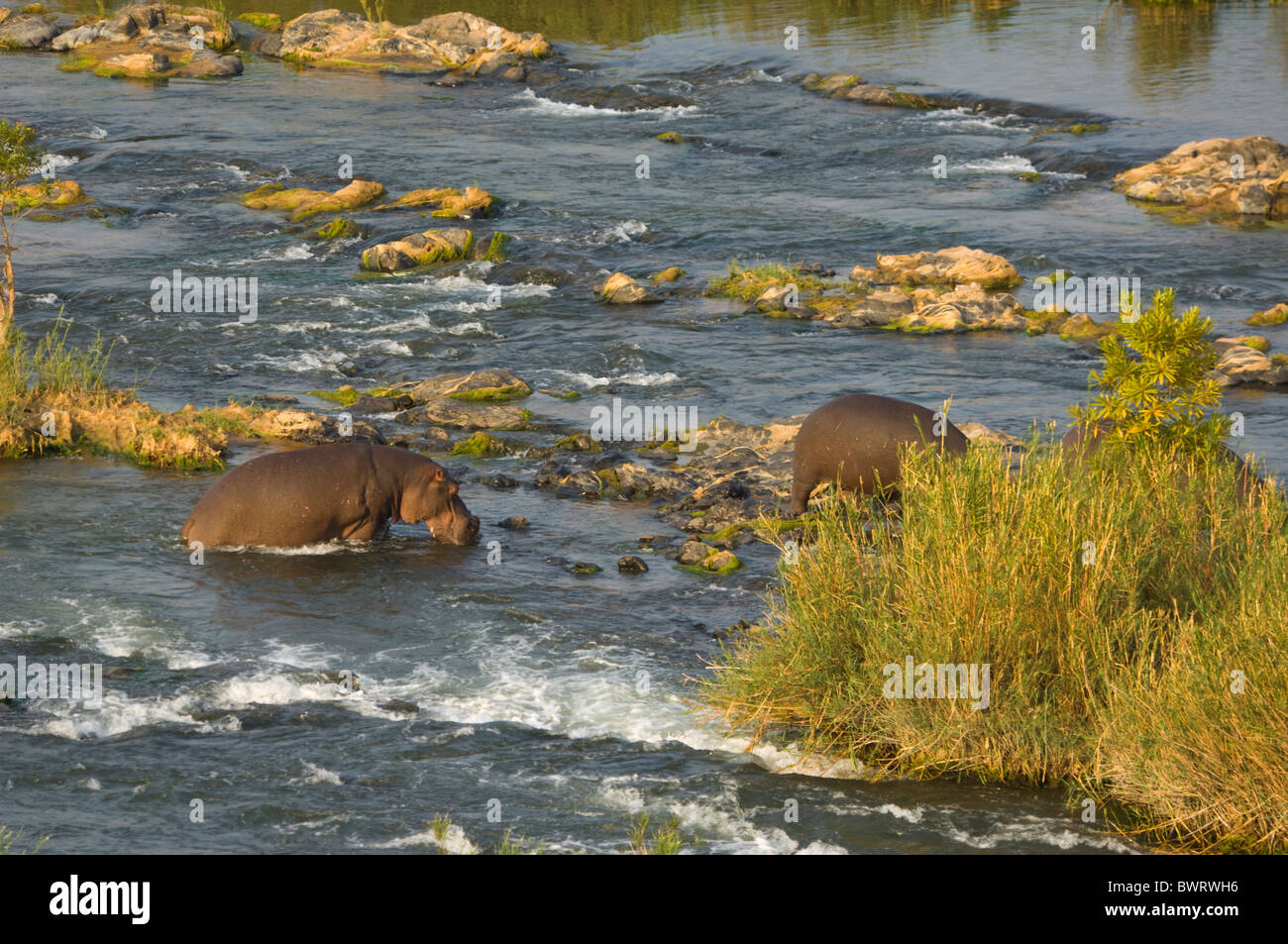 Nilpferd Hippopotamus Amphibius Krüger Nationalpark in Südafrika Stockfoto