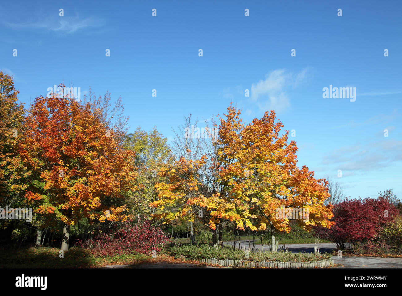 Bäume im Herbst Farbe gehüllt. Stockfoto