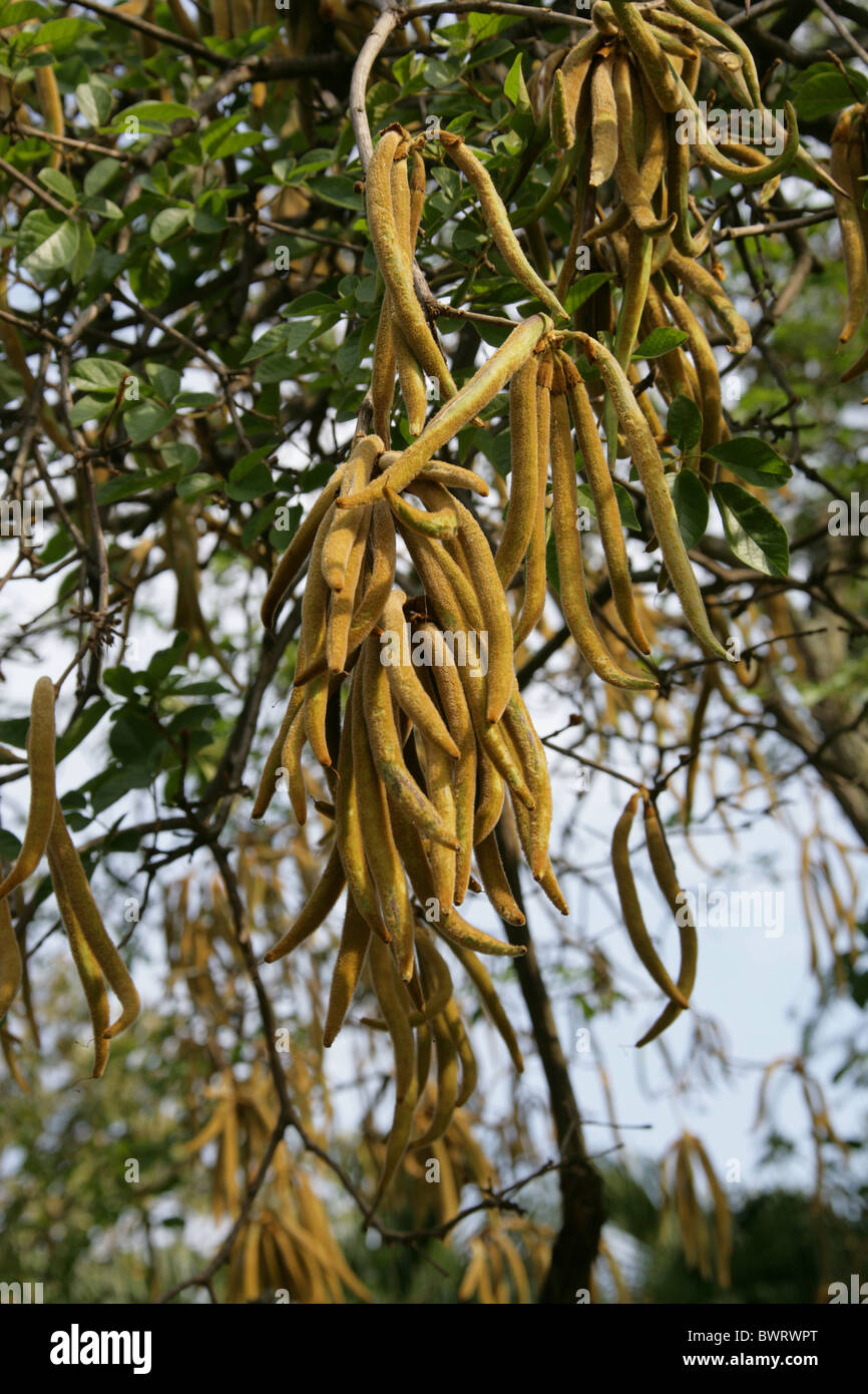 Goldene Trompetenbaum, Cortez, Corteza Amarilla, Guayacan oder Piuva, Tabebuia auch, Catalpa, Südamerika. Samen Hülsen. Stockfoto