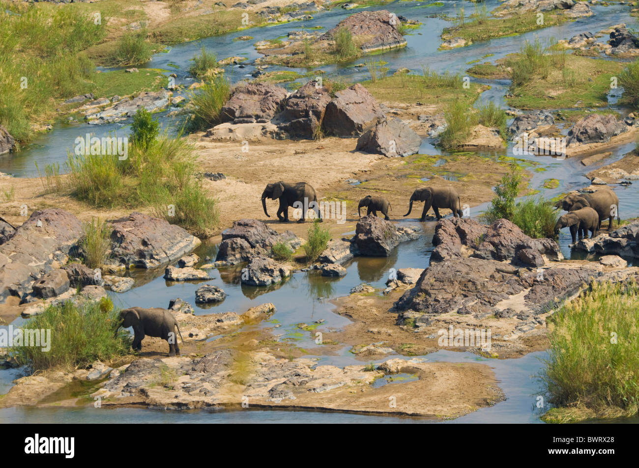 Herde von Elefanten überqueren der Fluss Kruger National Park-Südafrika Stockfoto