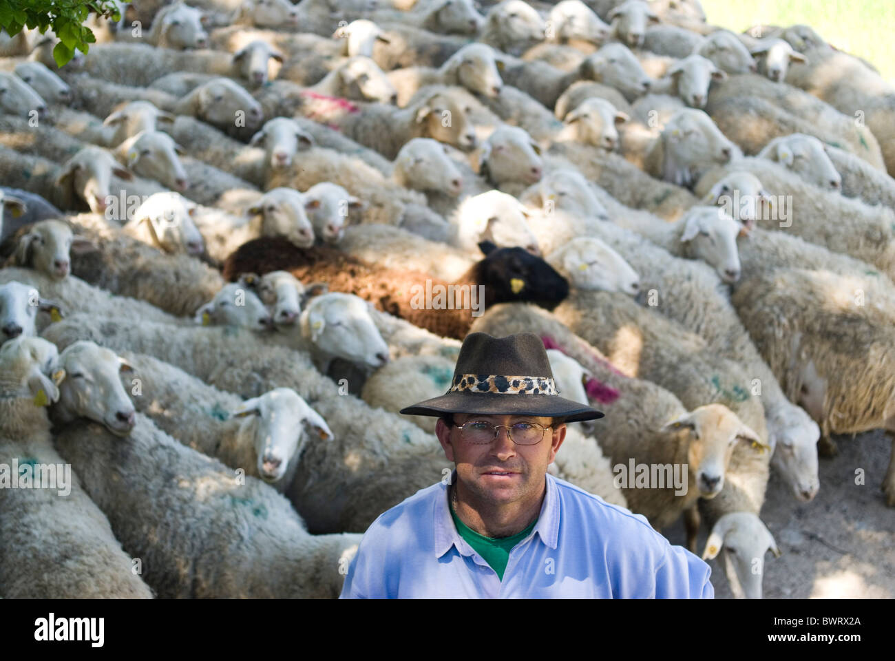 Schafe in Casasana. Alcarria Bereich. Provinz Guadalajara. Kastilien-La Mancha. Spanien Stockfoto